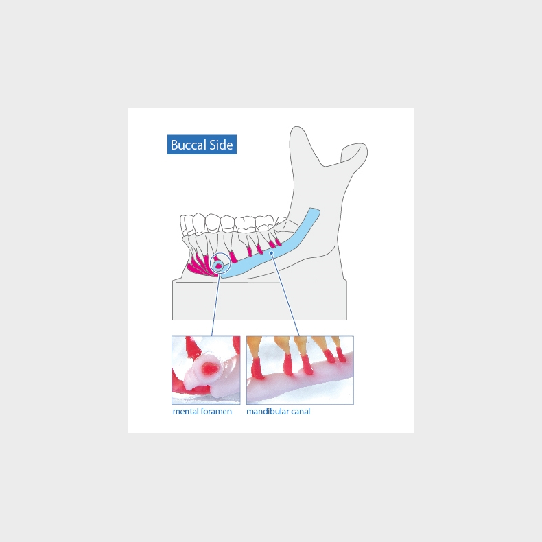 Mandibular Nervemodel